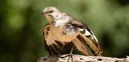Mockingbird (bird) -min